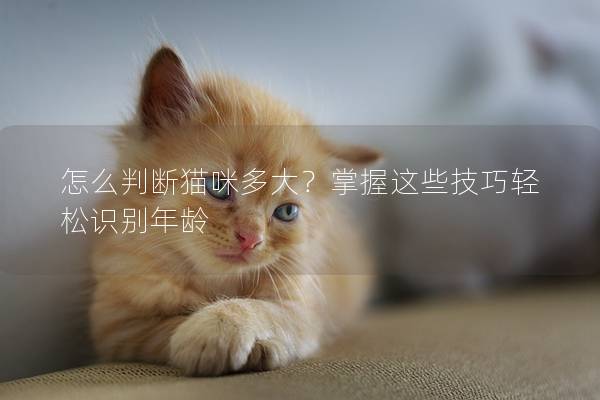 怎么判断猫咪多大？掌握这些技巧轻松识别年龄