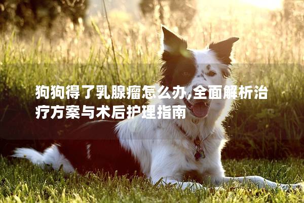 狗狗得了乳腺瘤怎么办,全面解析治疗方案与术后护理指南