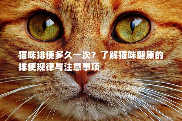 猫咪排便多久一次？了解猫咪健康的排便规律与注意事项