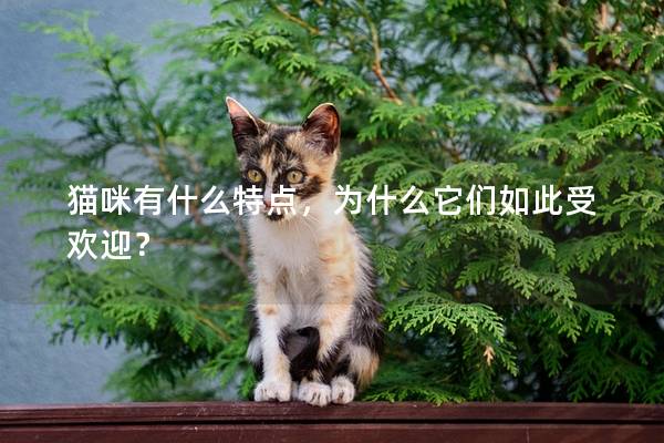 猫咪有什么特点，为什么它们如此受欢迎？