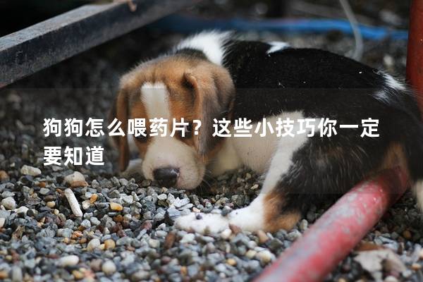 狗狗怎么喂药片？这些小技巧你一定要知道