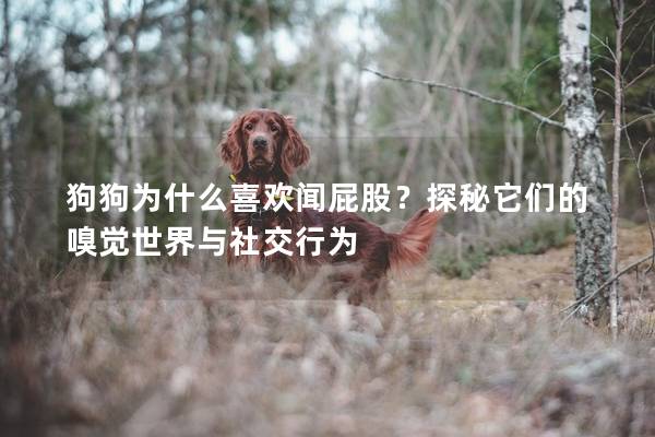 狗狗为什么喜欢闻屁股？探秘它们的嗅觉世界与社交行为