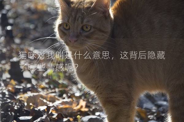 猫咪对我叫是什么意思，这背后隐藏了哪些情感呢？