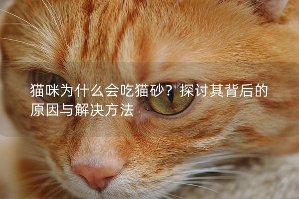 猫咪为什么会吃猫砂？探讨其背后的原因与解决方法