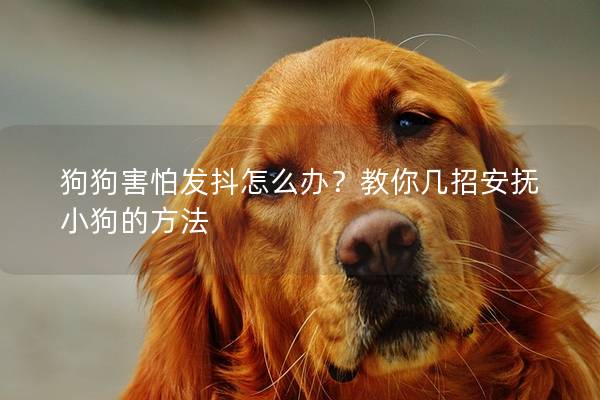 狗狗害怕发抖怎么办？教你几招安抚小狗的方法