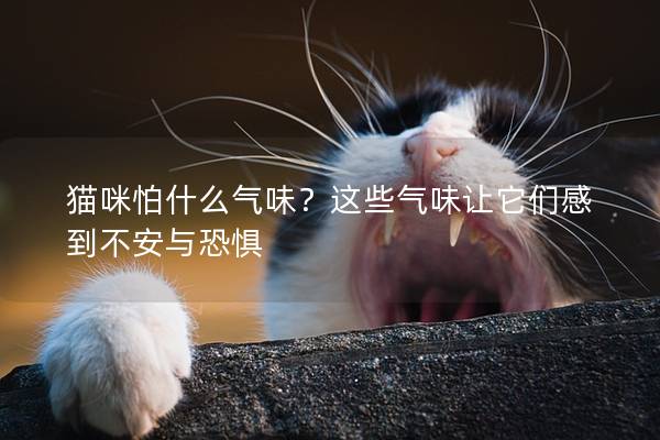 猫咪怕什么气味？这些气味让它们感到不安与恐惧
