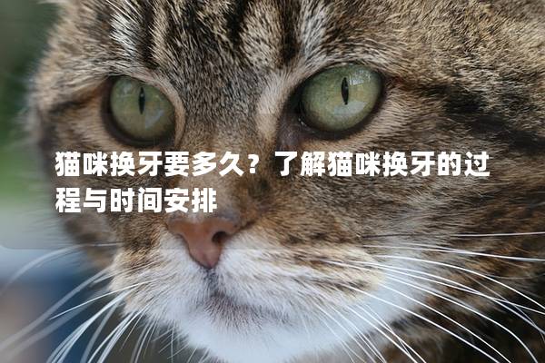 猫咪换牙要多久？了解猫咪换牙的过程与时间安排