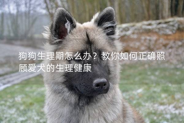 狗狗生理期怎么办？教你如何正确照顾爱犬的生理健康