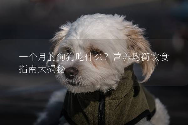 一个月的狗狗吃什么？营养均衡饮食指南大揭秘