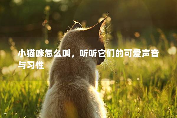 小猫咪怎么叫，听听它们的可爱声音与习性