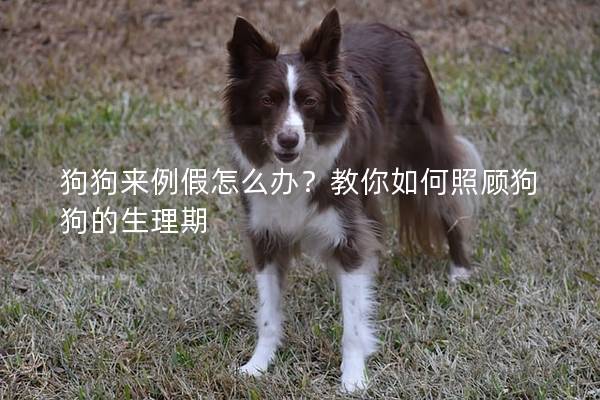 狗狗来例假怎么办？教你如何照顾狗狗的生理期