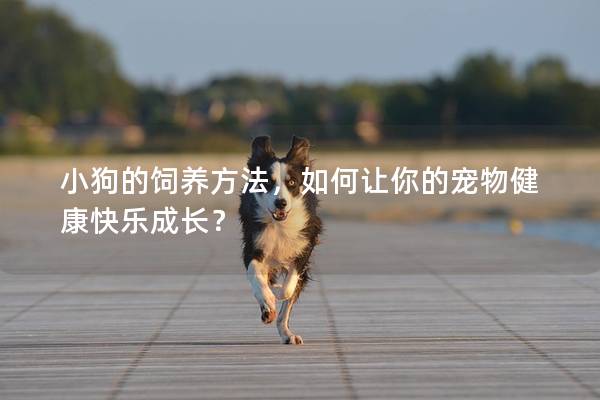 小狗的饲养方法，如何让你的宠物健康快乐成长？