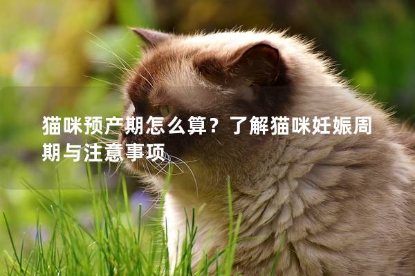 猫咪预产期怎么算？了解猫咪妊娠周期与注意事项