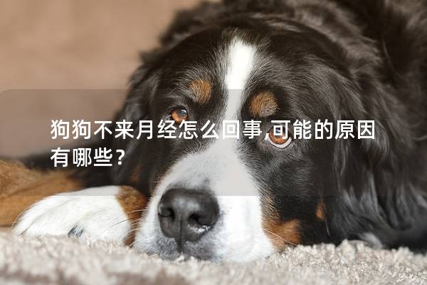 狗狗不来月经怎么回事,可能的原因有哪些？