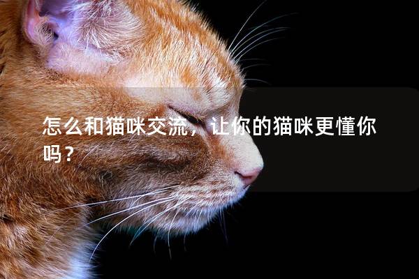 怎么和猫咪交流，让你的猫咪更懂你吗？