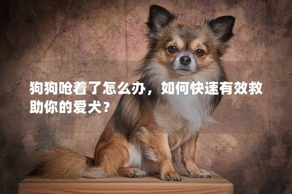 狗狗呛着了怎么办，如何快速有效救助你的爱犬？
