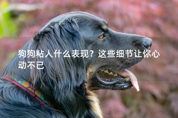 狗狗粘人什么表现？这些细节让你心动不已