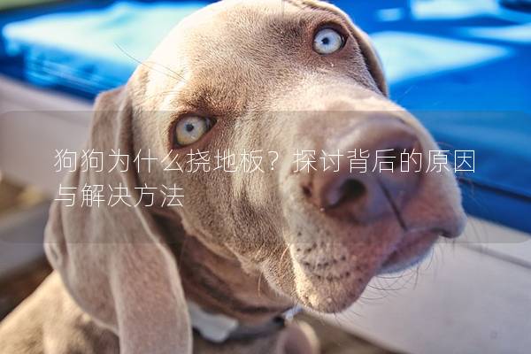 狗狗为什么挠地板？探讨背后的原因与解决方法