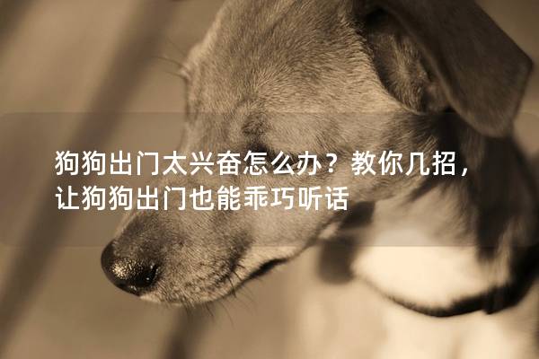 狗狗出门太兴奋怎么办？教你几招，让狗狗出门也能乖巧听话