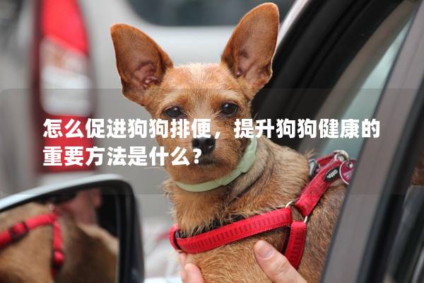 怎么促进狗狗排便，提升狗狗健康的重要方法是什么？