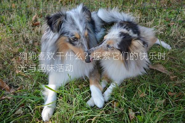 狗狗喜欢干什么？探索它们的快乐时光与趣味活动