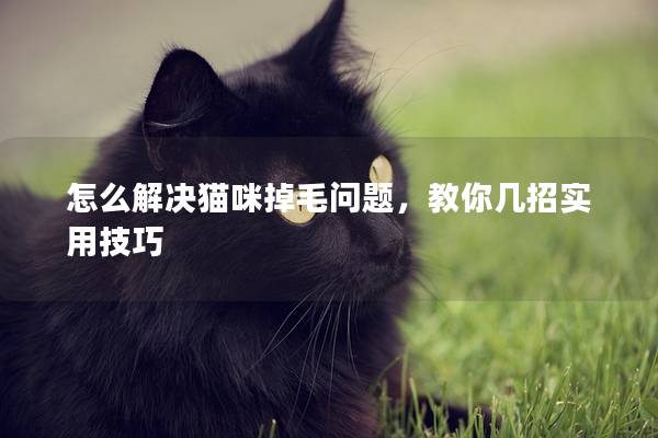 怎么解决猫咪掉毛问题，教你几招实用技巧