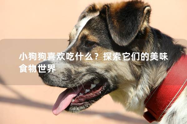小狗狗喜欢吃什么？探索它们的美味食物世界