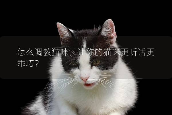 怎么调教猫咪，让你的猫咪更听话更乖巧？