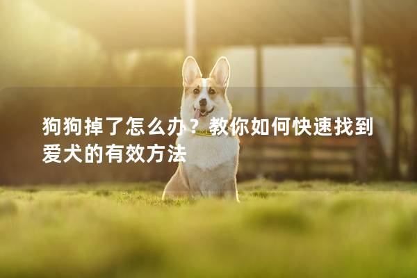 狗狗掉了怎么办？教你如何快速找到爱犬的有效方法