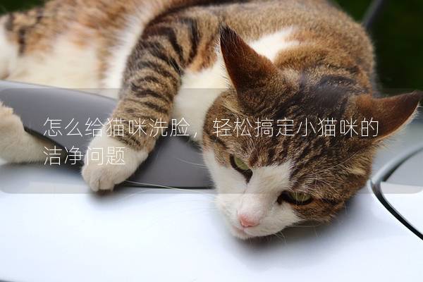 怎么给猫咪洗脸，轻松搞定小猫咪的洁净问题