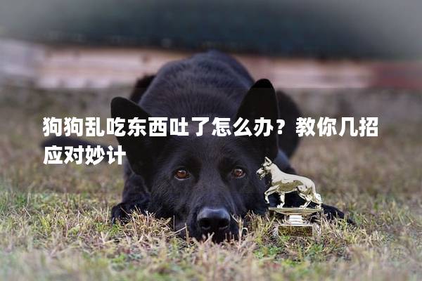 狗狗乱吃东西吐了怎么办？教你几招应对妙计