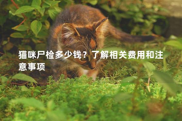 猫咪尸检多少钱？了解相关费用和注意事项