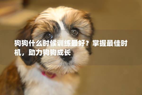 狗狗什么时候训练最好？掌握最佳时机，助力狗狗成长