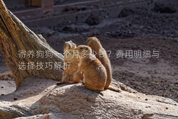 寄养狗狗一个月多少钱？费用明细与选择技巧解析
