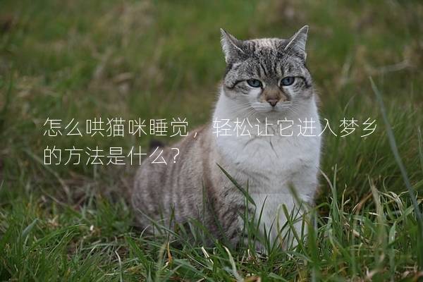 怎么哄猫咪睡觉，轻松让它进入梦乡的方法是什么？