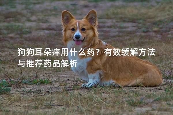 狗狗耳朵痒用什么药？有效缓解方法与推荐药品解析
