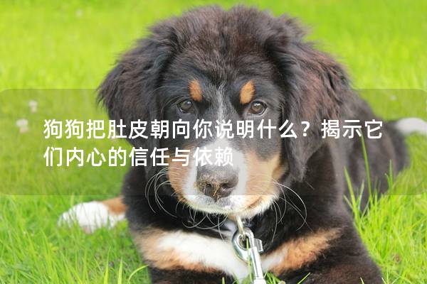 狗狗把肚皮朝向你说明什么？揭示它们内心的信任与依赖