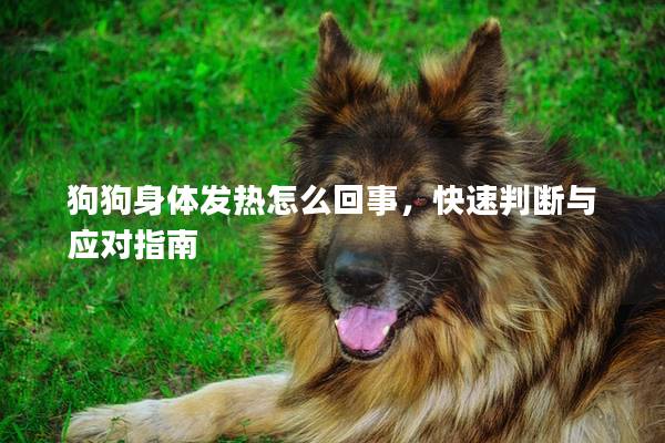 狗狗身体发热怎么回事，快速判断与应对指南