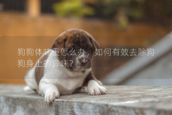 狗狗体味重怎么办，如何有效去除狗狗身上的异味？