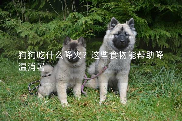 狗狗吃什么降火？这些食物能帮助降温消暑