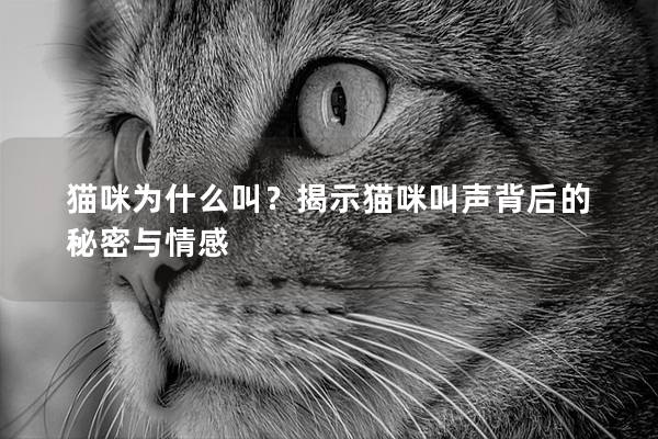 猫咪为什么叫？揭示猫咪叫声背后的秘密与情感
