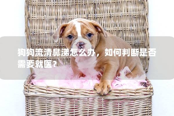 狗狗流清鼻涕怎么办，如何判断是否需要就医？