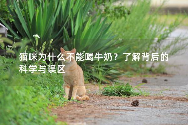 猫咪为什么不能喝牛奶？了解背后的科学与误区