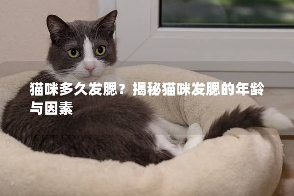 猫咪多久发腮？揭秘猫咪发腮的年龄与因素