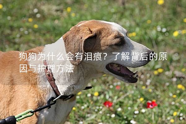 狗狗为什么会有泪痕？了解背后的原因与护理方法