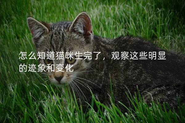 怎么知道猫咪生完了，观察这些明显的迹象和变化