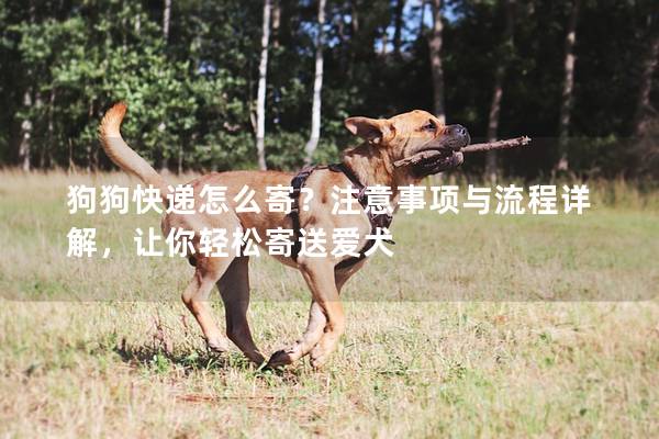 狗狗快递怎么寄？注意事项与流程详解，让你轻松寄送爱犬
