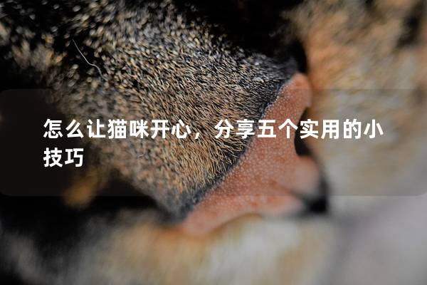 怎么让猫咪开心，分享五个实用的小技巧