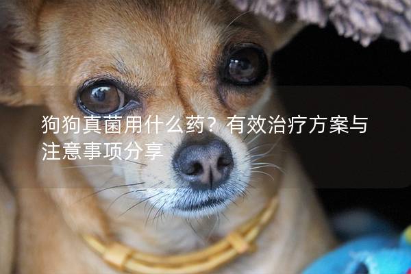 狗狗真菌用什么药？有效治疗方案与注意事项分享