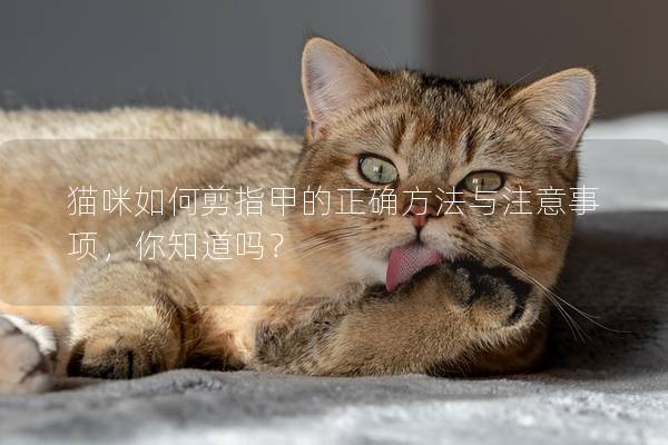 猫咪如何剪指甲的正确方法与注意事项，你知道吗？